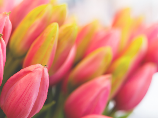 Poděkování ženám v KAFKA TRANSPORT u příležitosti MDŽ